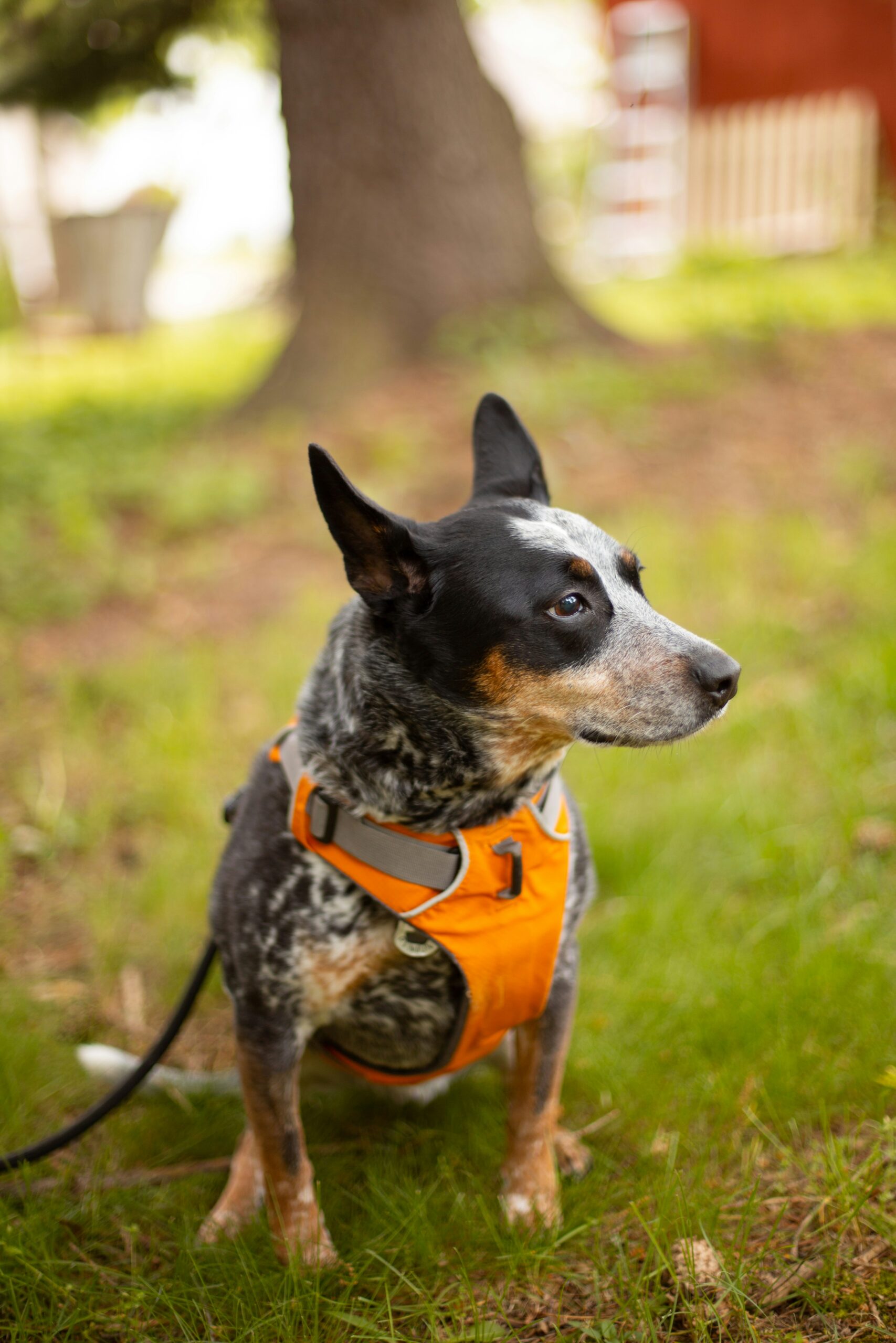 Keeping Your Pets Safe During Poor Air Quality